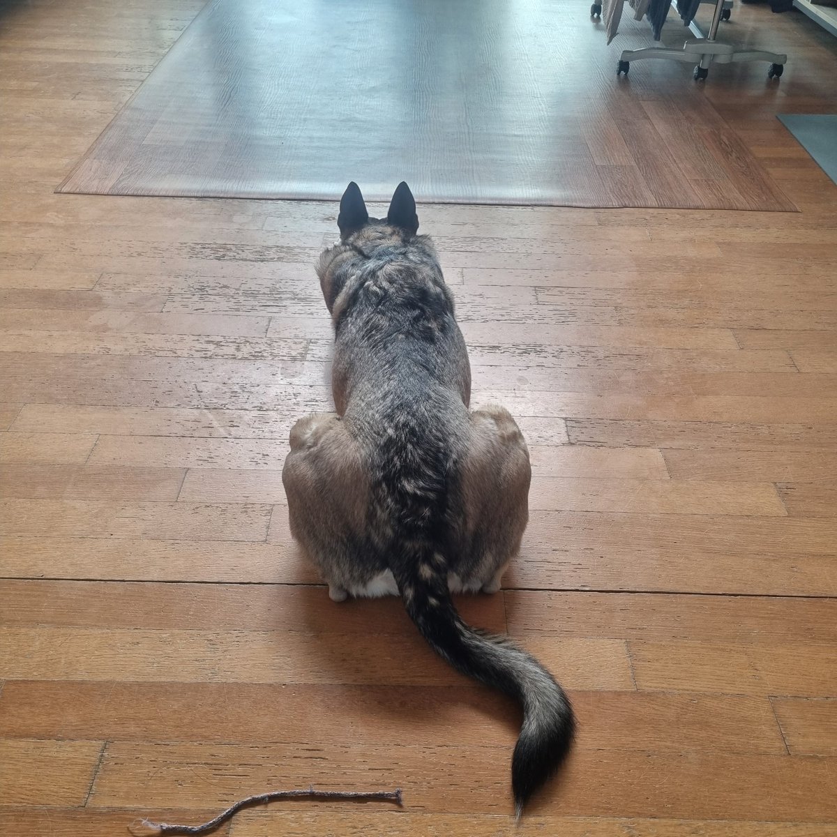 나 심심해요~
라고 온 몸으로 표현 중이신 분