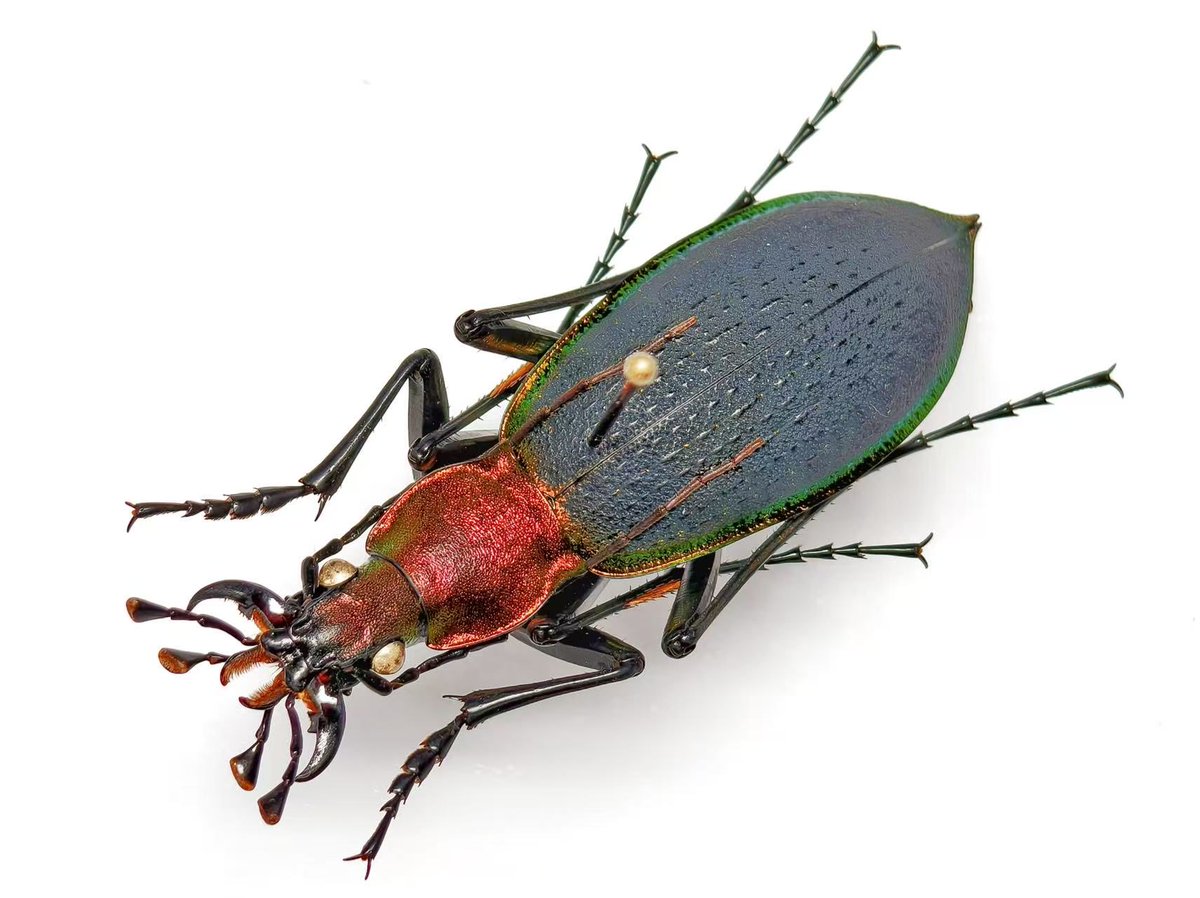 asukaambition's tweet photo. Carabus fruhstorferi
#Carabus #insect #specimen #fruhstorferi #Coptolabrus https://t.co/HMTKPGENbY