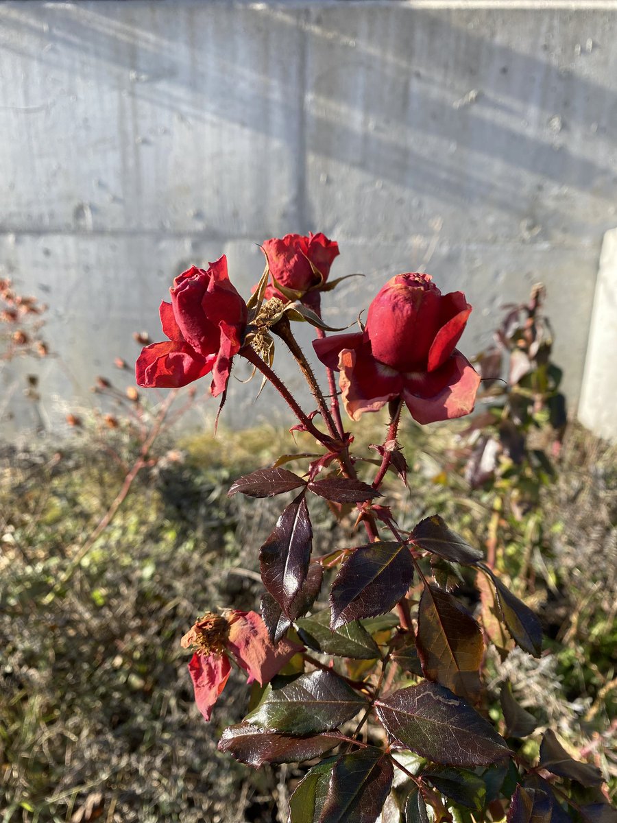 Sonia Zuccaro tweet media