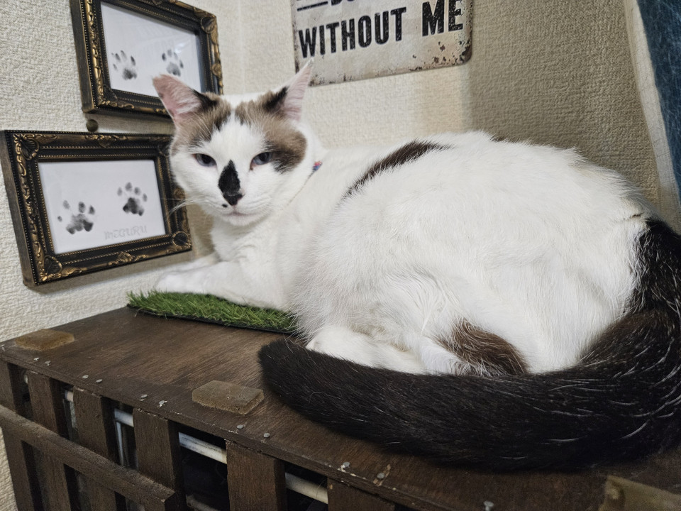 🔍捜索中 コアラ猫のめぐる 名前：巡(めぐる) 性別：♂ 月齢：約7歳 い