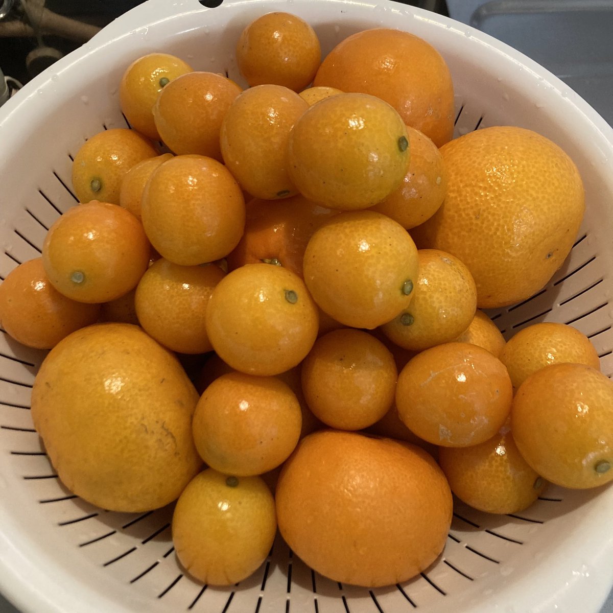 SharpKAIBUN's tweet image. みかんと金柑を山ほどもらったのでジャムに加工🍊🫙🌵