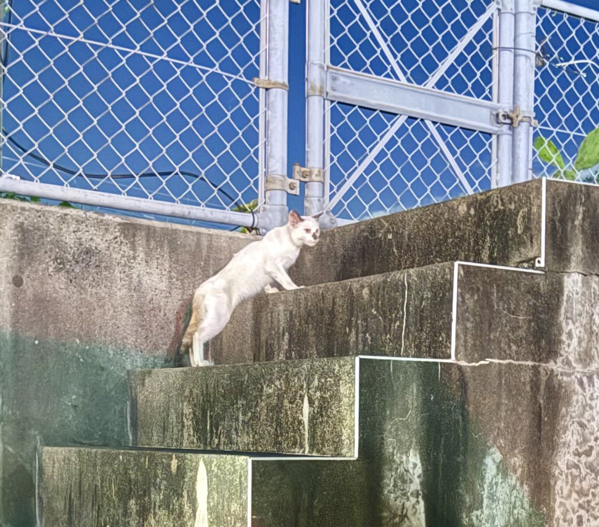 おみそちゃんちの子トラちゃん♥オーダー♥(ΦωΦ)(ΦωΦ)(ΦωΦ)♥虎 色も変わって別猫みたい(ΦωΦ)