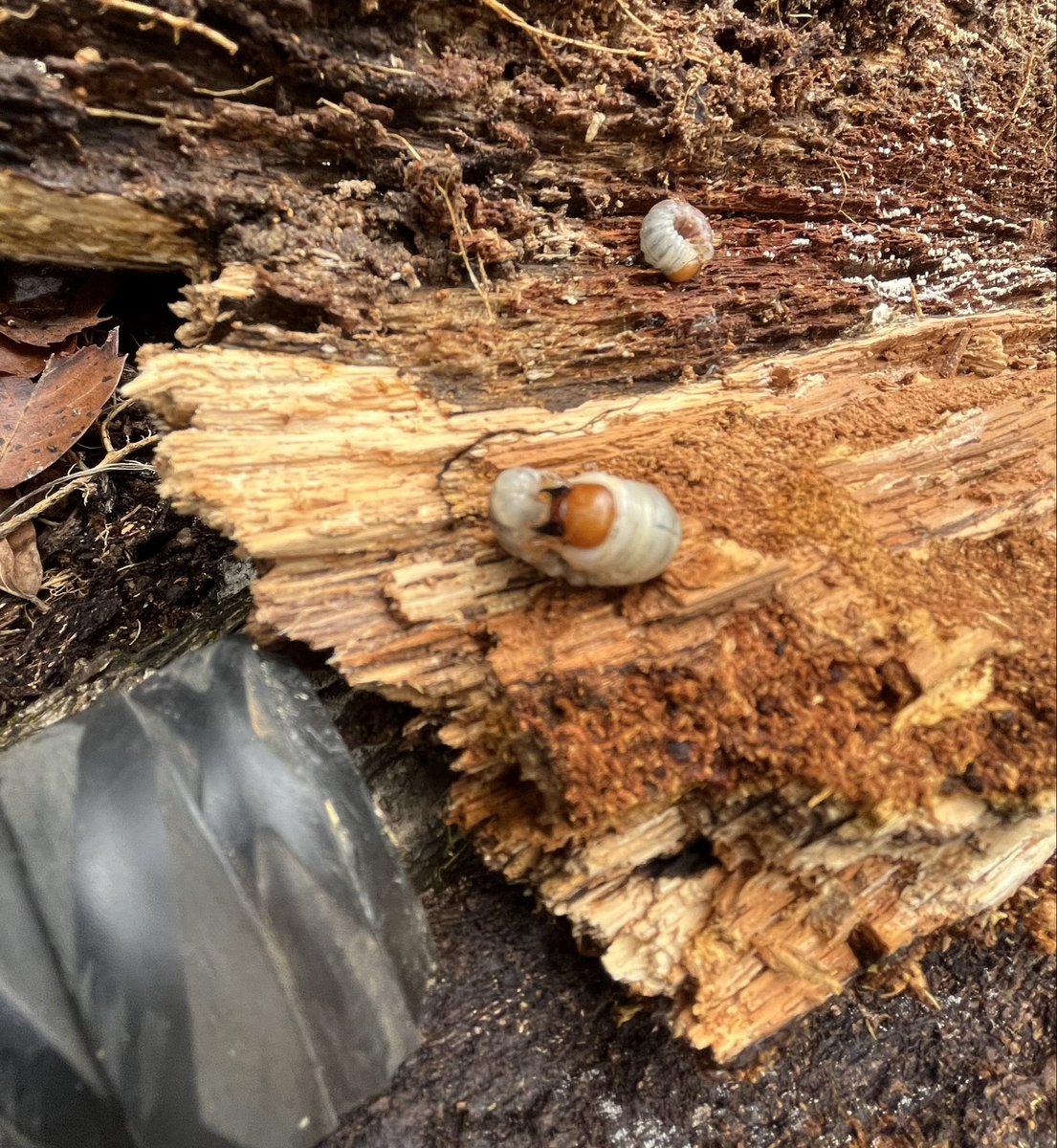 ＣＲＥＷ tweet media