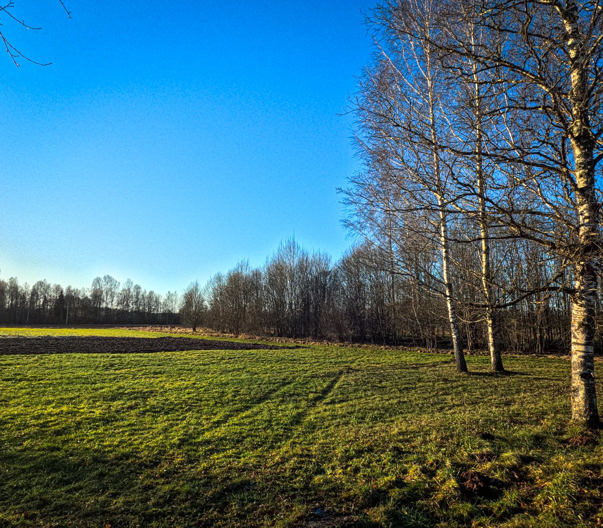 LatvianNature's tweet photo. Saulaini Otrie Ziemassvētki Rūjienā. ☀️🎄
#saule #daba #sun #nature #sunny #latvija #latvia #lv #naturephotography #decembris https://t.co/cNMKo18liY