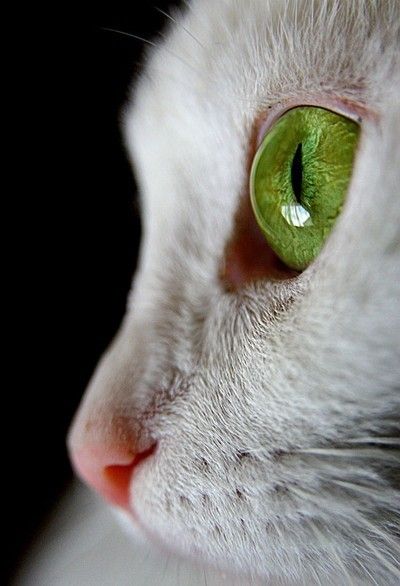 vivaneil (@vivaneil1234) on Twitter photo 