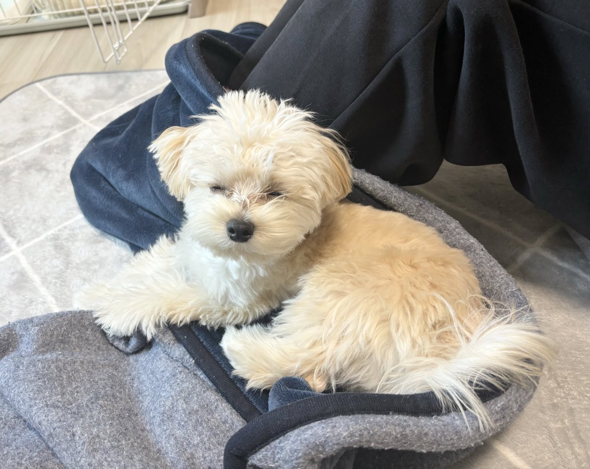 マルプーのぽてと (@potato_maltipoo) / Posts / X