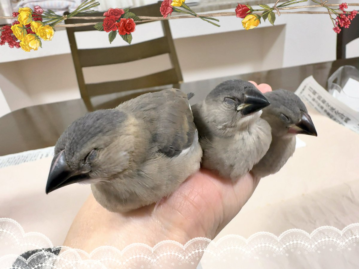 桜文鳥さんのがま口×3♪ magnet / マグネット マグネット 桜文鳥 – ニコノマニマニ雑貨店