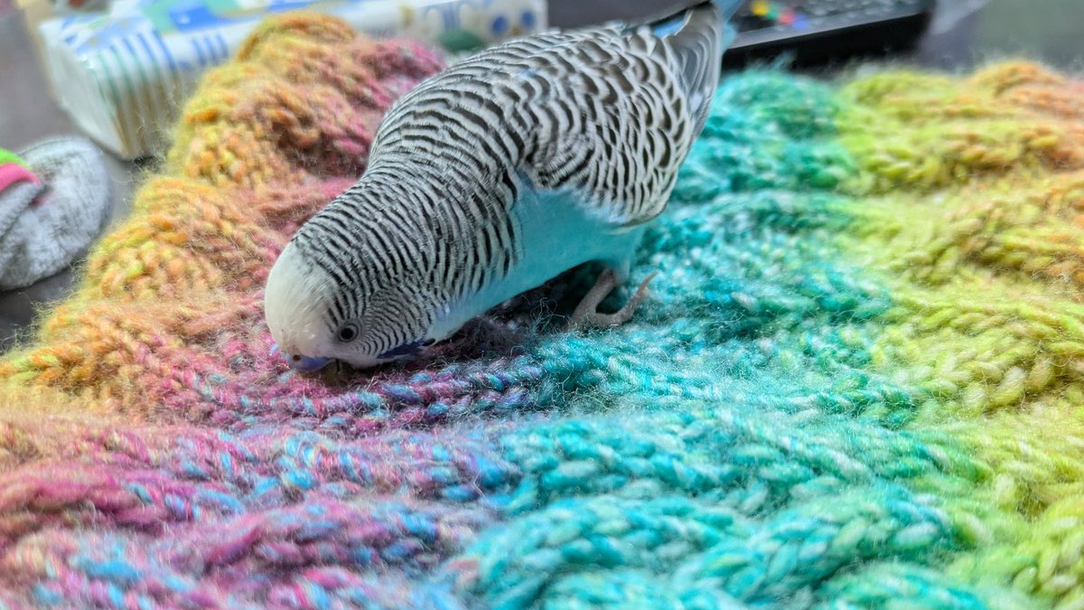 セキセイインコ 検品