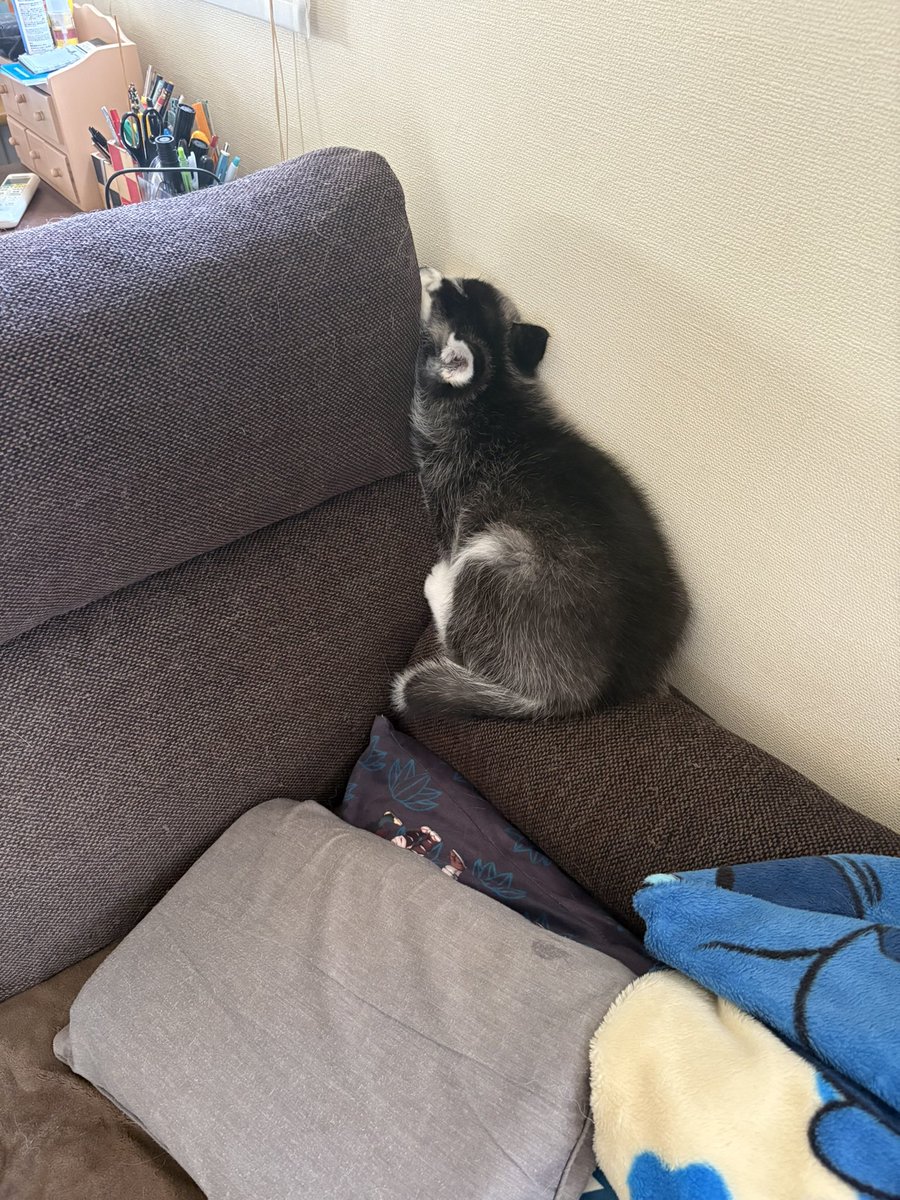 おこめつぶ (@BQx6DDsrtCKst3Z) / Posts / X