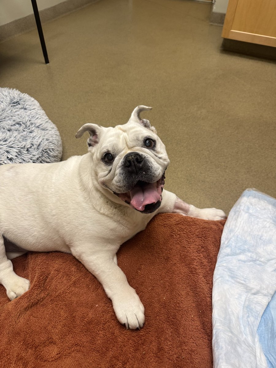 Elmer's Fudd tweet media