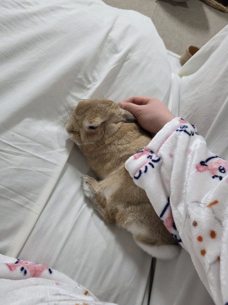 소파베드 나보다 좋아하는 토끼
전기장판틀면 영원히 릴리꺼됨