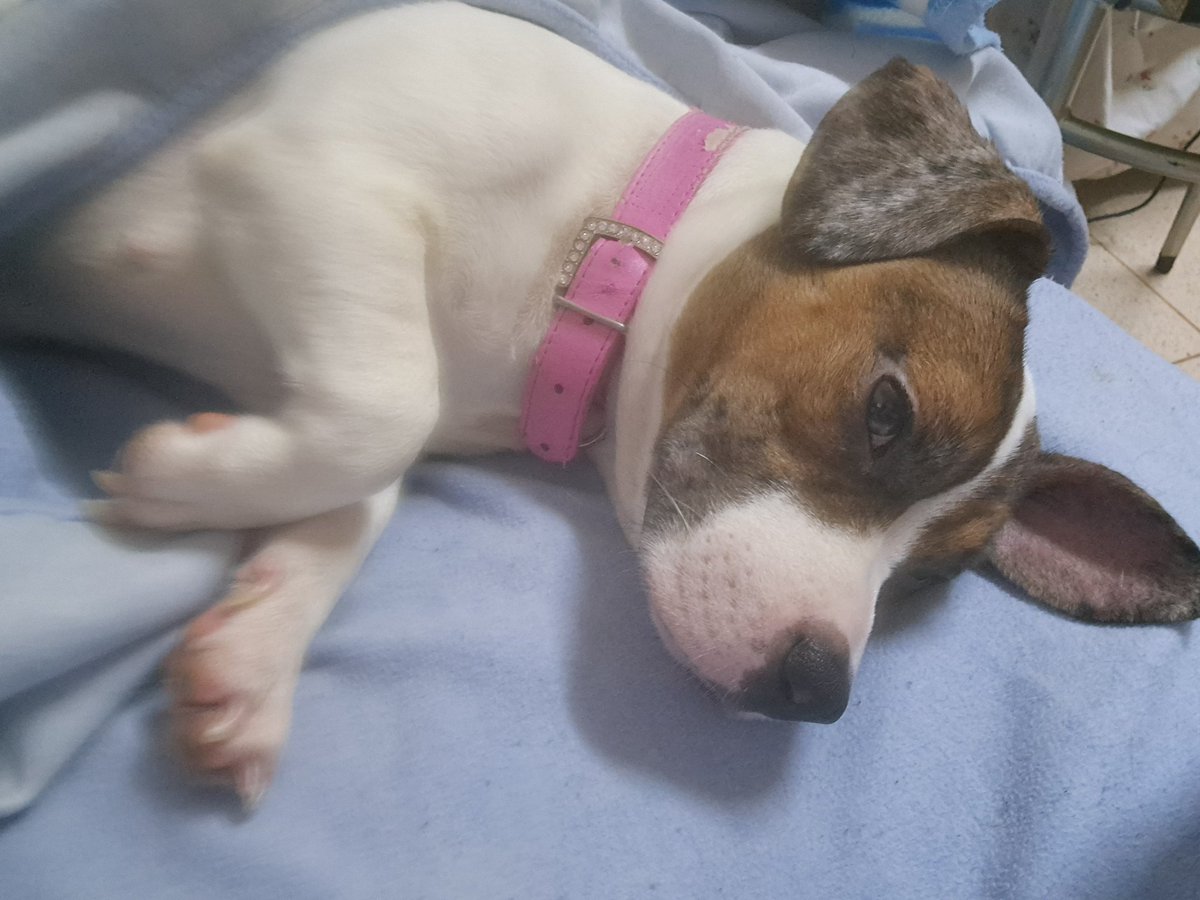 Finalmente em casa !
Boa noite 😃🐶
