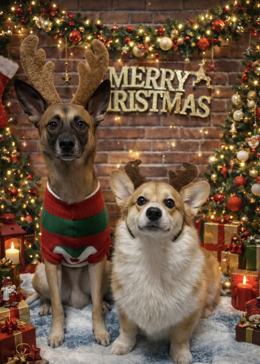 pack__biggie's tweet photo. ちょっとチャッピー様の手を借りて
🎅🎄𝑀𝑒𝑟𝑟𝑦 𝐶ℎ𝑟𝑖𝑠𝑡𝑚𝑎𝑠🎄🎁

#コーギー #雑種犬 #保護犬 https://t.co/xmyQlGTRr0