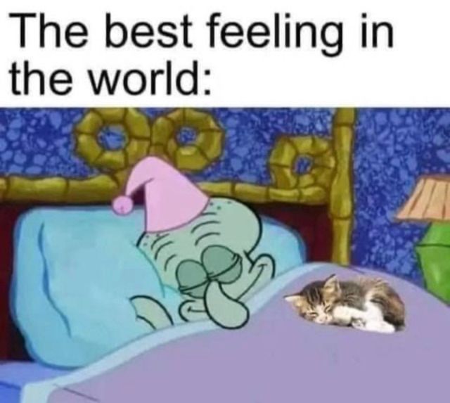 CatTikToks's tweet image. 