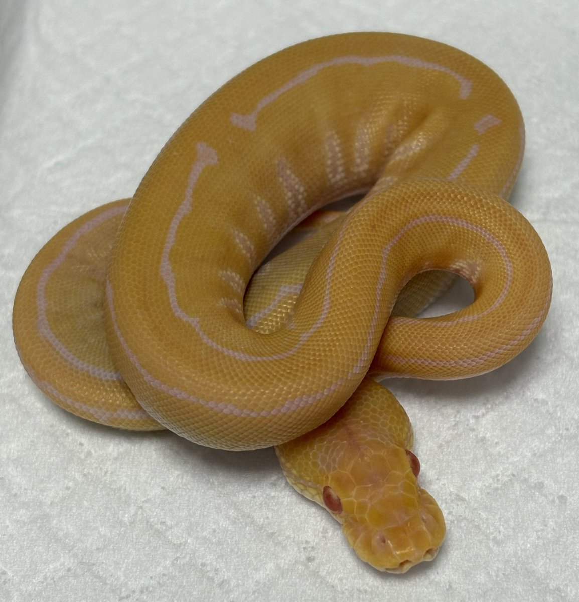 りょぴ 26.png?v=1734253460&width=1920