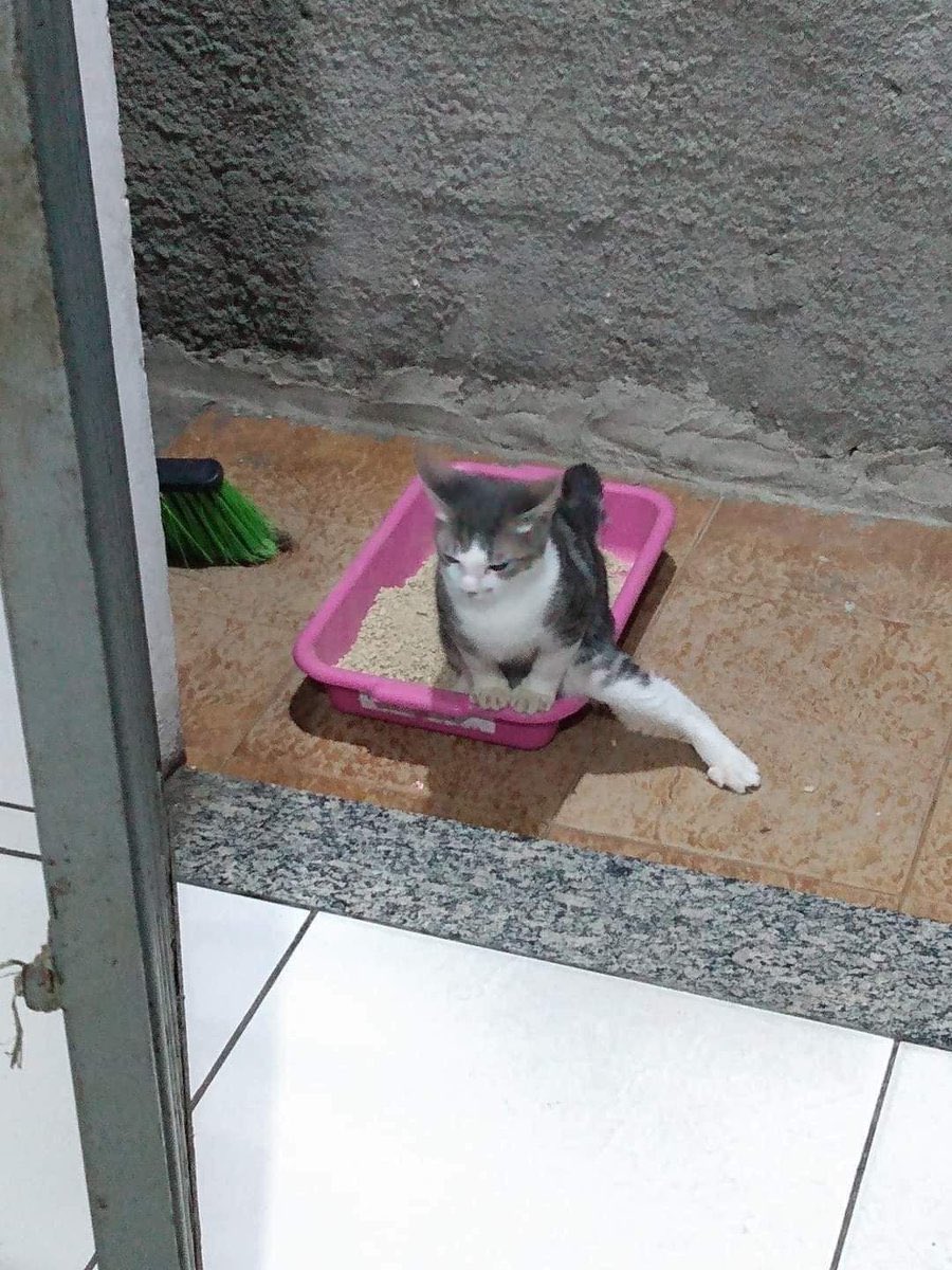 tomiezequiel15's tweet image. Cuando vas a un baño publico y la puerta no tiene cerradura