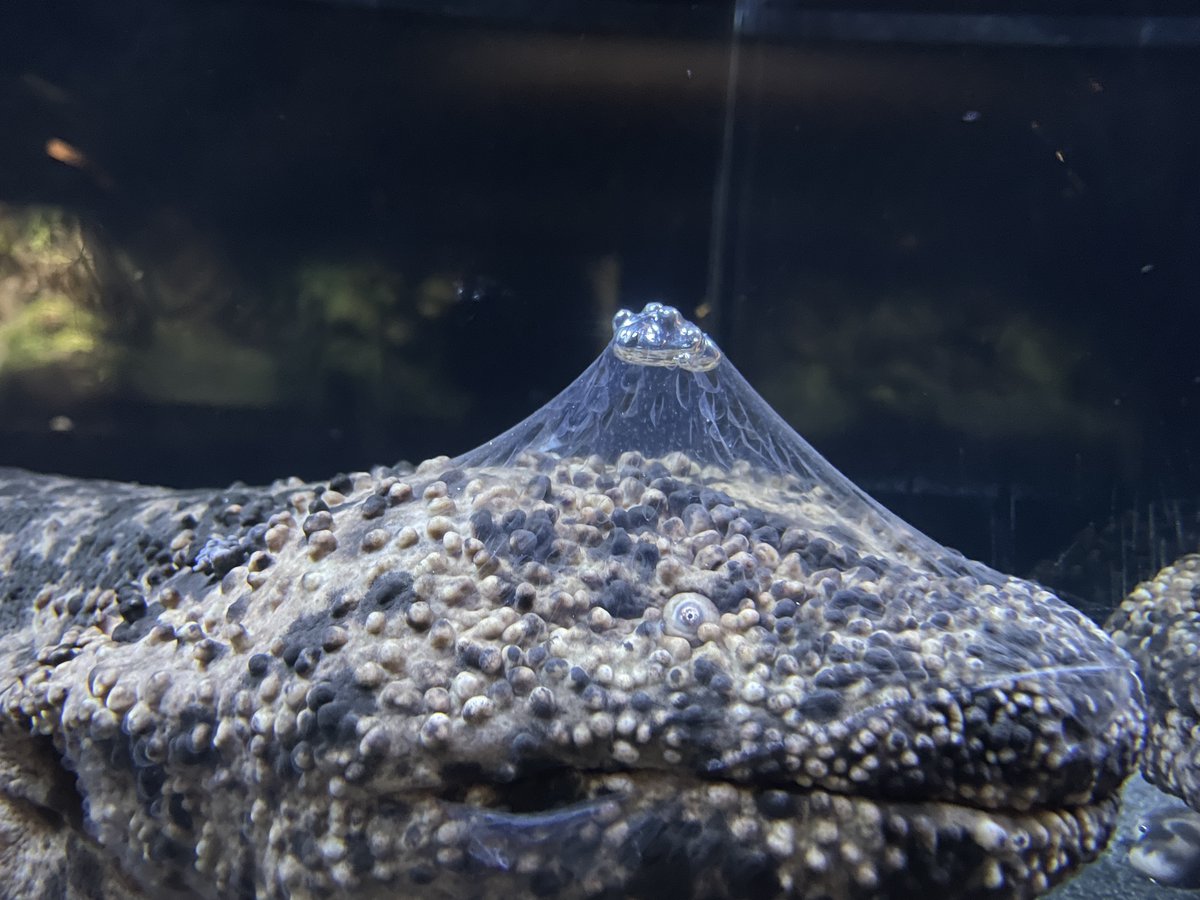 Kyoto_Aquarium's tweet image. 🎍新年明けましておめでとうございます☀️

オオサンショウウオの皮の中に空気が入って
富士山🗻🌄のよう⁉️
なんだか見たことない‥！

#オオサンショウウオの日まであと251日