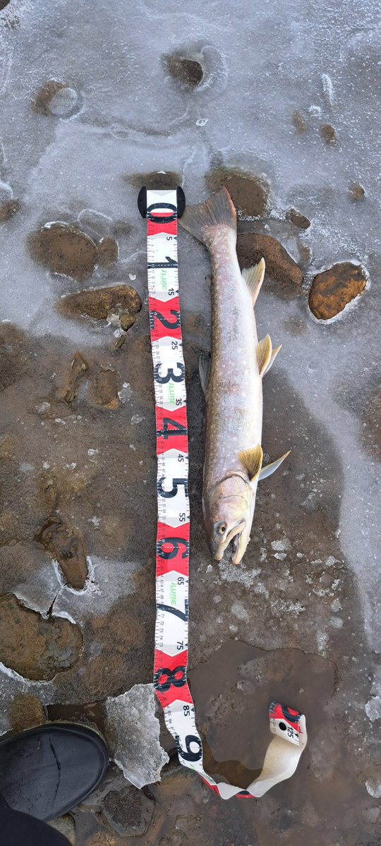 viphage's tweet image. 60㎝2匹目釣れたわ⁉️#がまかつ#渓流釣り#サーモンロッド#北海道#本流延べ竿釣り#アメマス