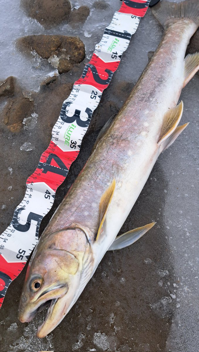 viphage's tweet image. 60㎝2匹目釣れたわ⁉️#がまかつ#渓流釣り#サーモンロッド#北海道#本流延べ竿釣り#アメマス