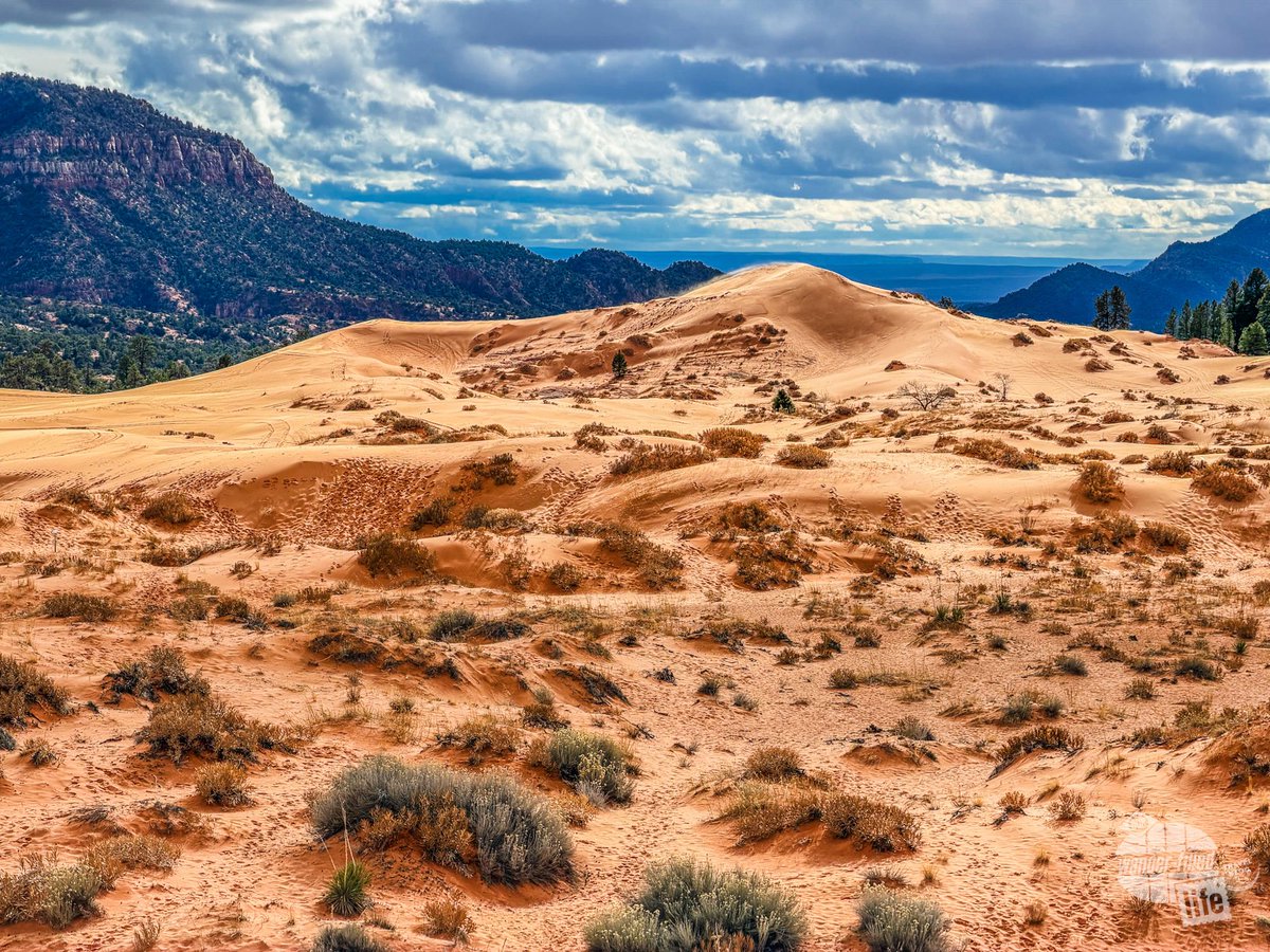 Wander-Filled Life tweet media