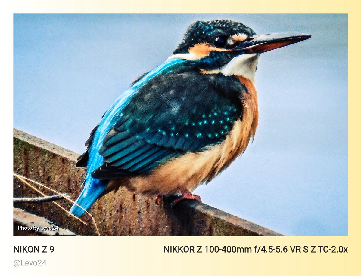 いい感じなカワセミさん😆 この辺りに生息しているカワセミは