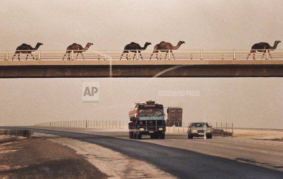 مرحبابك يادرع جنبي ليا ثار الفتيل
أعتزي بك يوم جور الزّمان المبتلي

لاذكرتك في نهارٍ عزومي به قليل
أتربع فوق عرش الصعايب و أعتلي