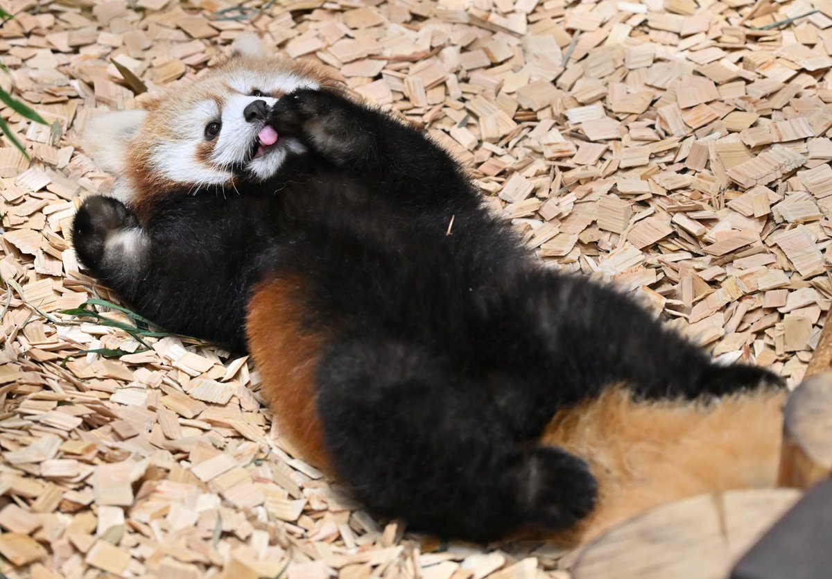 mocos164's tweet photo. 😂
#日本平動物園 
#レッサーパンダ 
#ななこ https://t.co/DYWOtgn5Mc