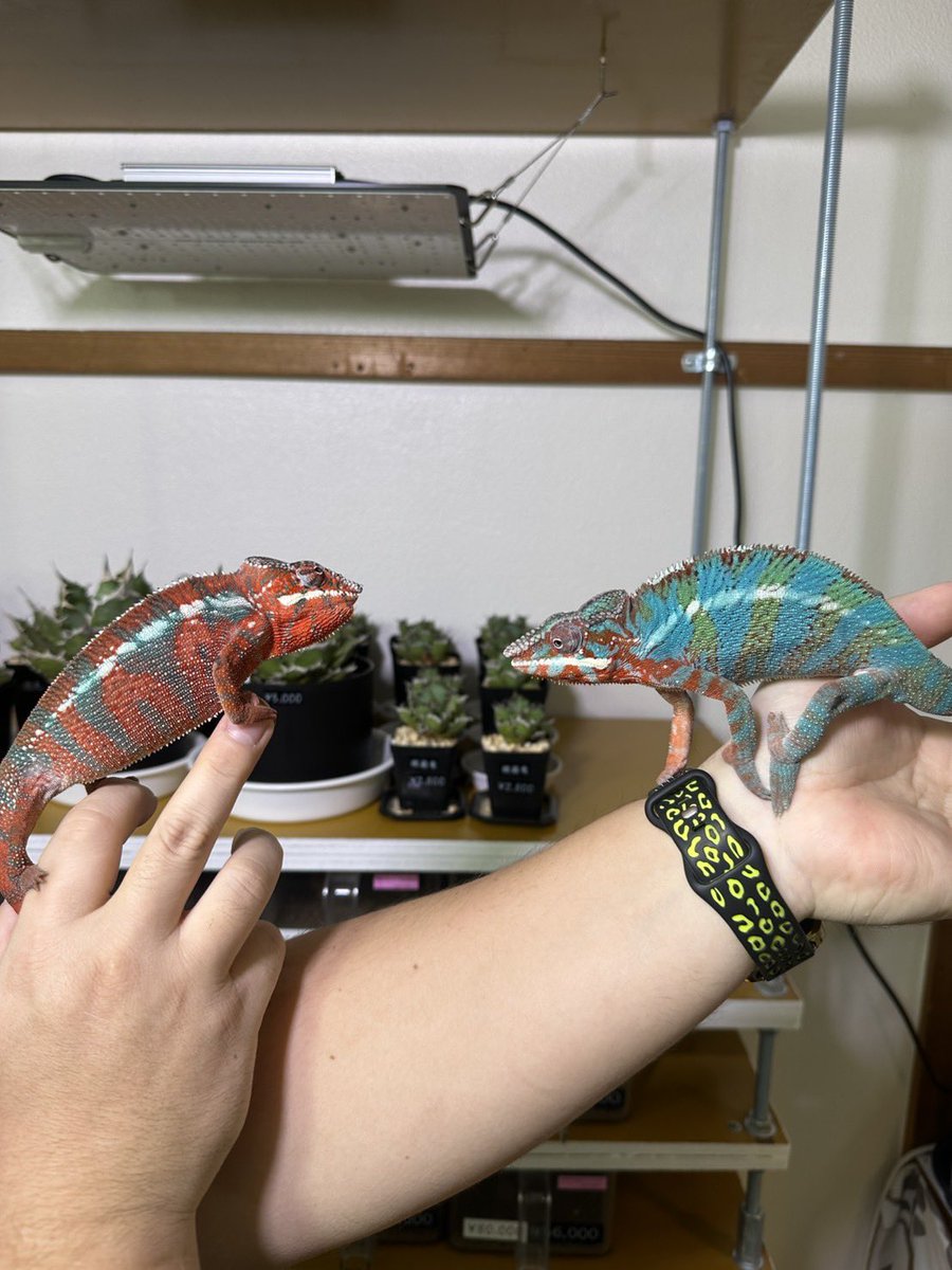 ヒ*ロ様 ☘️ スペシャルイベント☘️ラスト2☘️371 ❤️超希少【カメレオン レオンチャンネル (@LEON1ch) / Posts / X