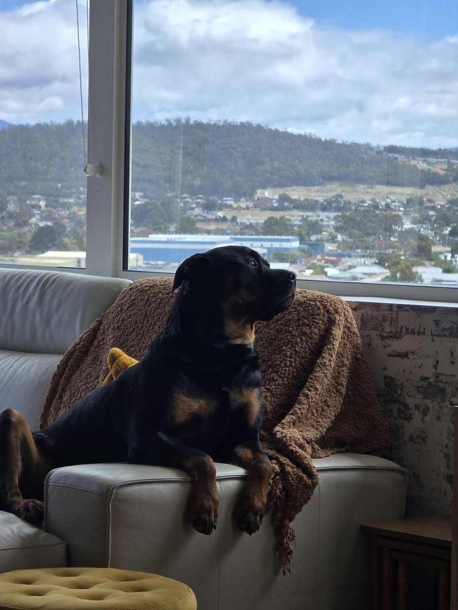 mpstoh's tweet image. Mount Wellington is gorgeous