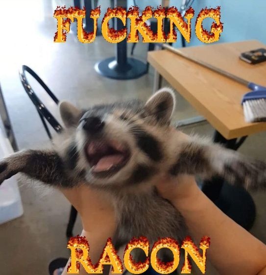 ShouldHaveRacc's tweet image. 