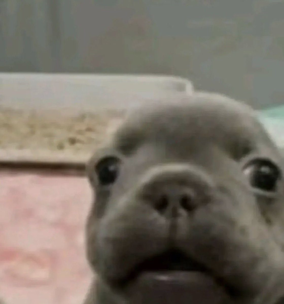 twaniimals's tweet image. 