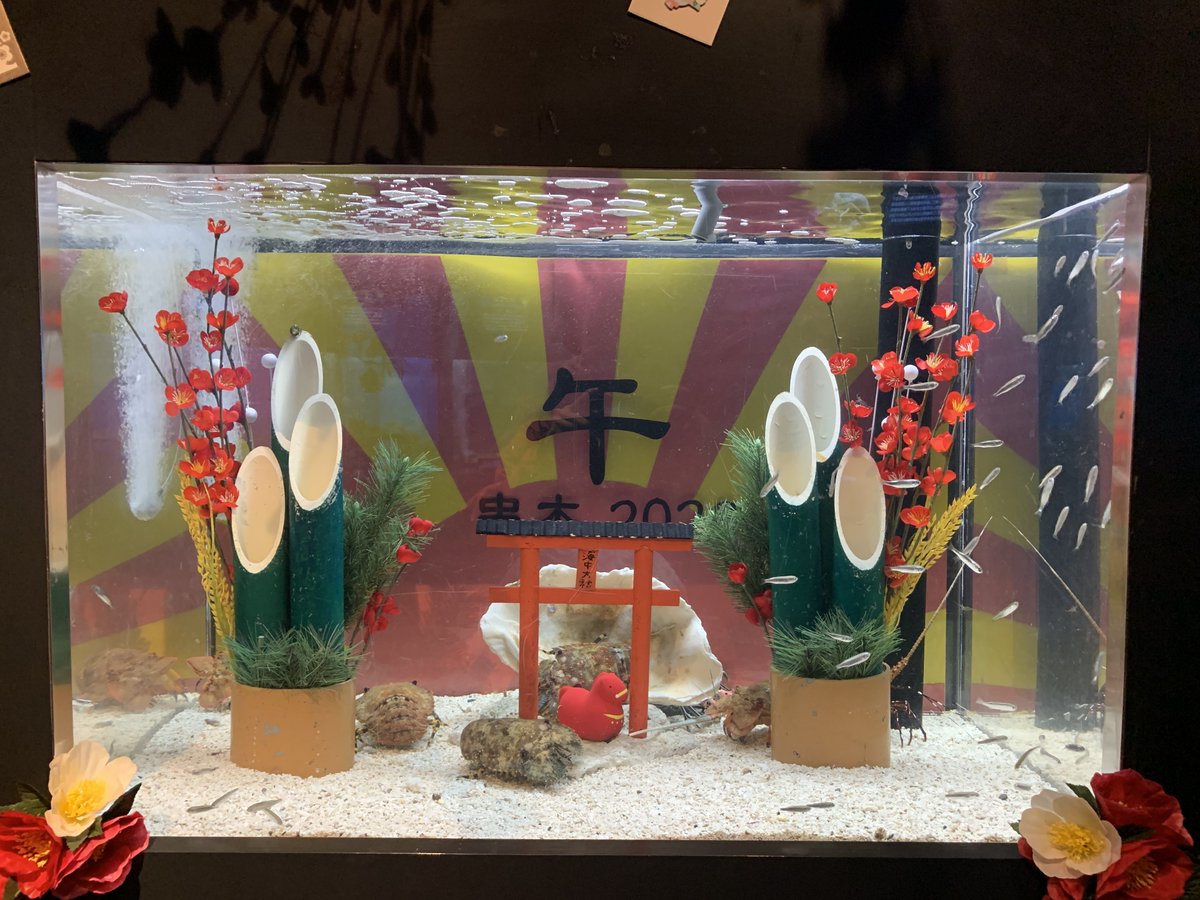 海月様 ウサギじゃないけど「ウミウサギ」 エビとカニの水族館で正月気分を