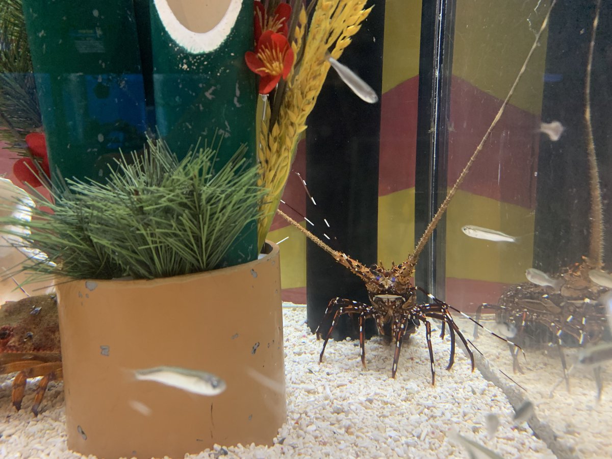 クリスマスの後はお正月水槽！🎍🌅 2026年は馬年！『鰢』という字を