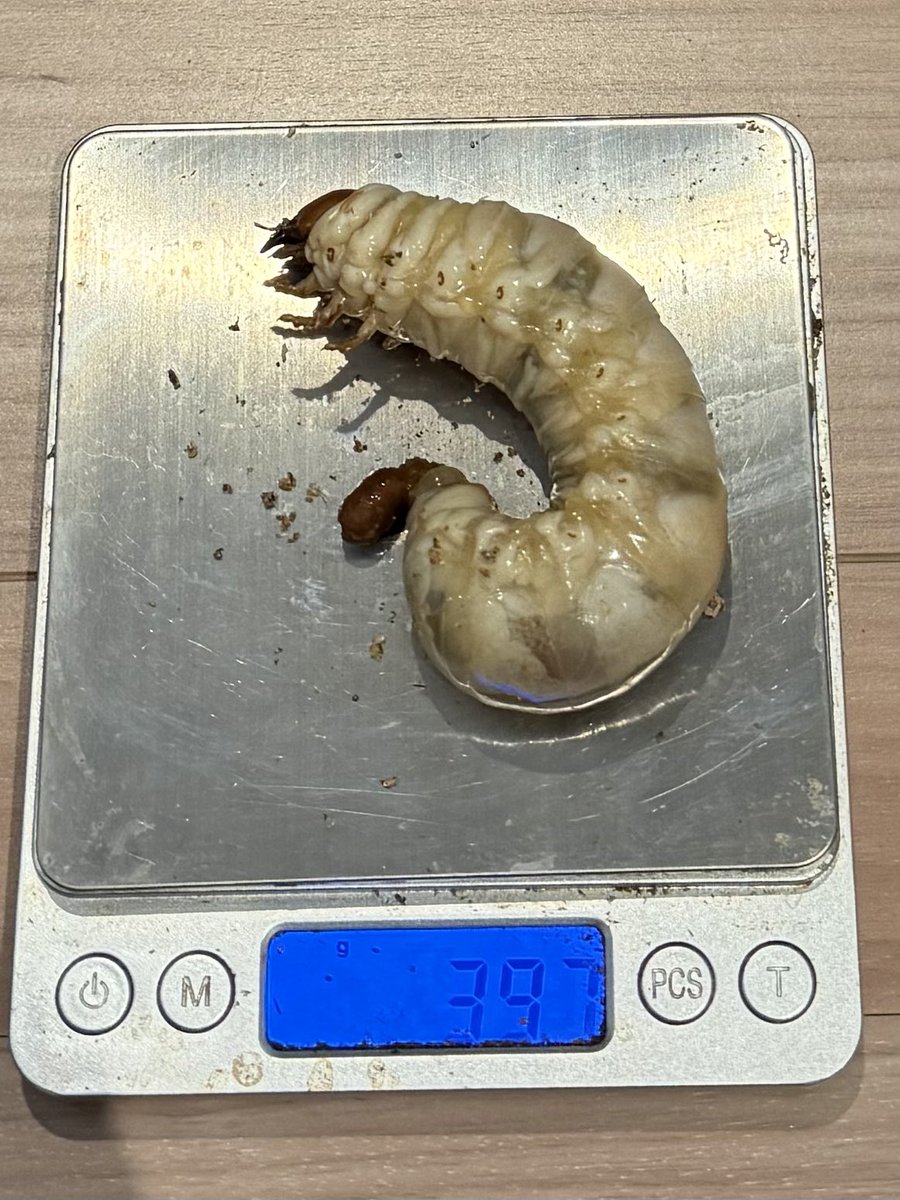 レイチェル (@Raychell_SR) / Posts / X