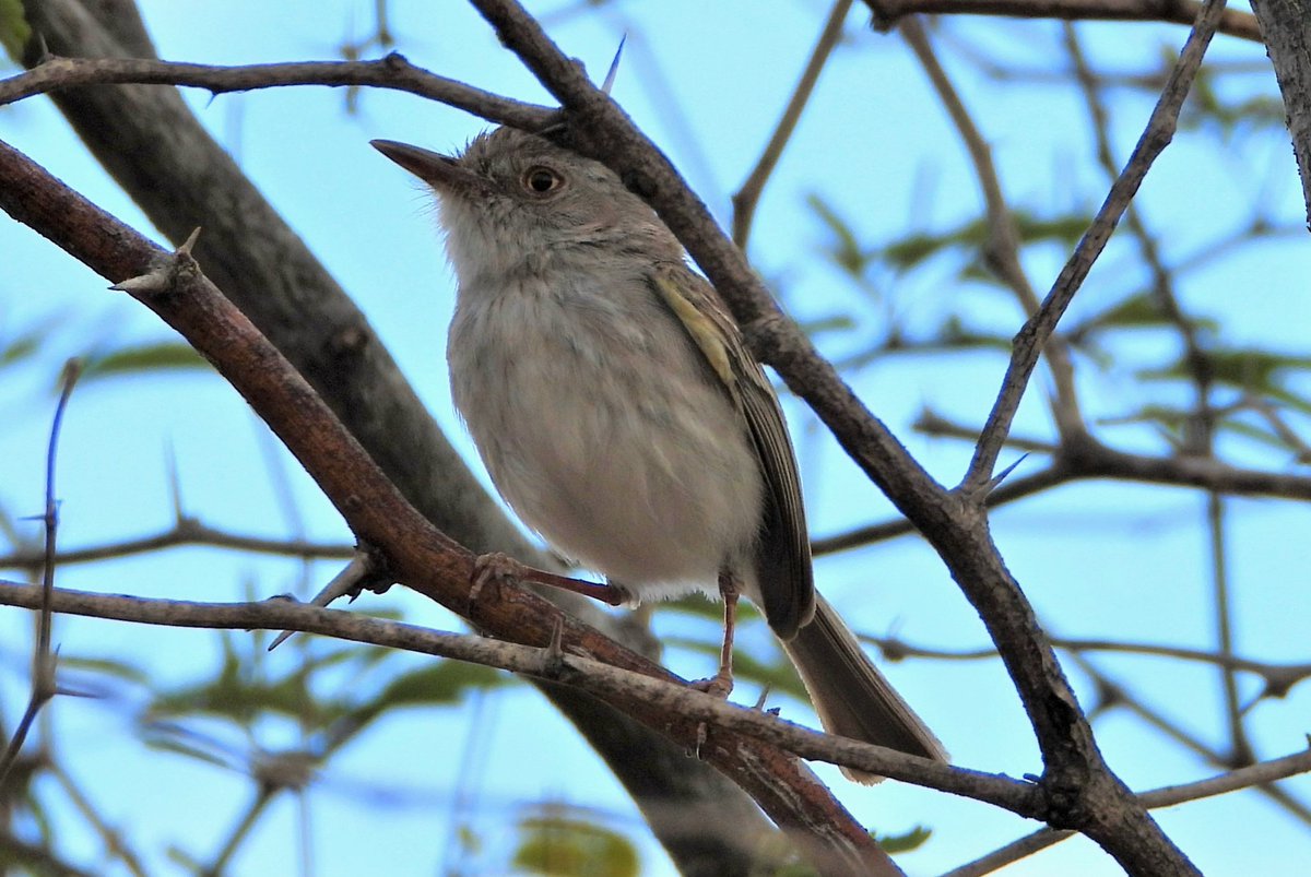 cjsbarros's tweet image. Caatinga deslumbrante e cheia de pequenas grandes belezas. Gostaria de mais tempo para se embrenhar por ai...#faunafrutoeflor #Caatinga #paraiba #birdphotography #sebinhodeolhodeouro