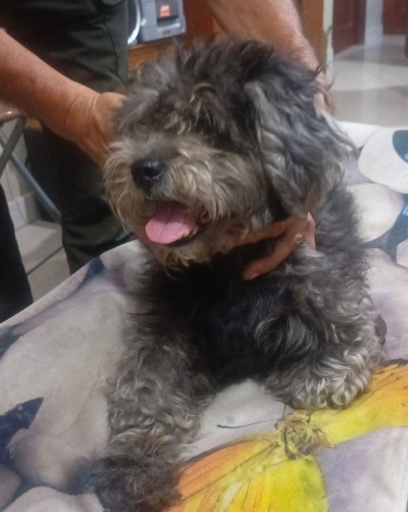 AlertaMePerdi's tweet photo. #ENCONTRADO #GUAYAQUIL
Fecha: 25/12/25
Sector: Norte, Av. Francisco de Orellana, frente a Mall del el Río
Sexo: Macho
Raza: Cruza French/Shih Tzu
Obsv.: Pelaje color plomo
Contacto: 0999755536
¡Ayúdalo a volver con su familia!
#AlertaMePerdí https://t.co/YP1csmzj8b