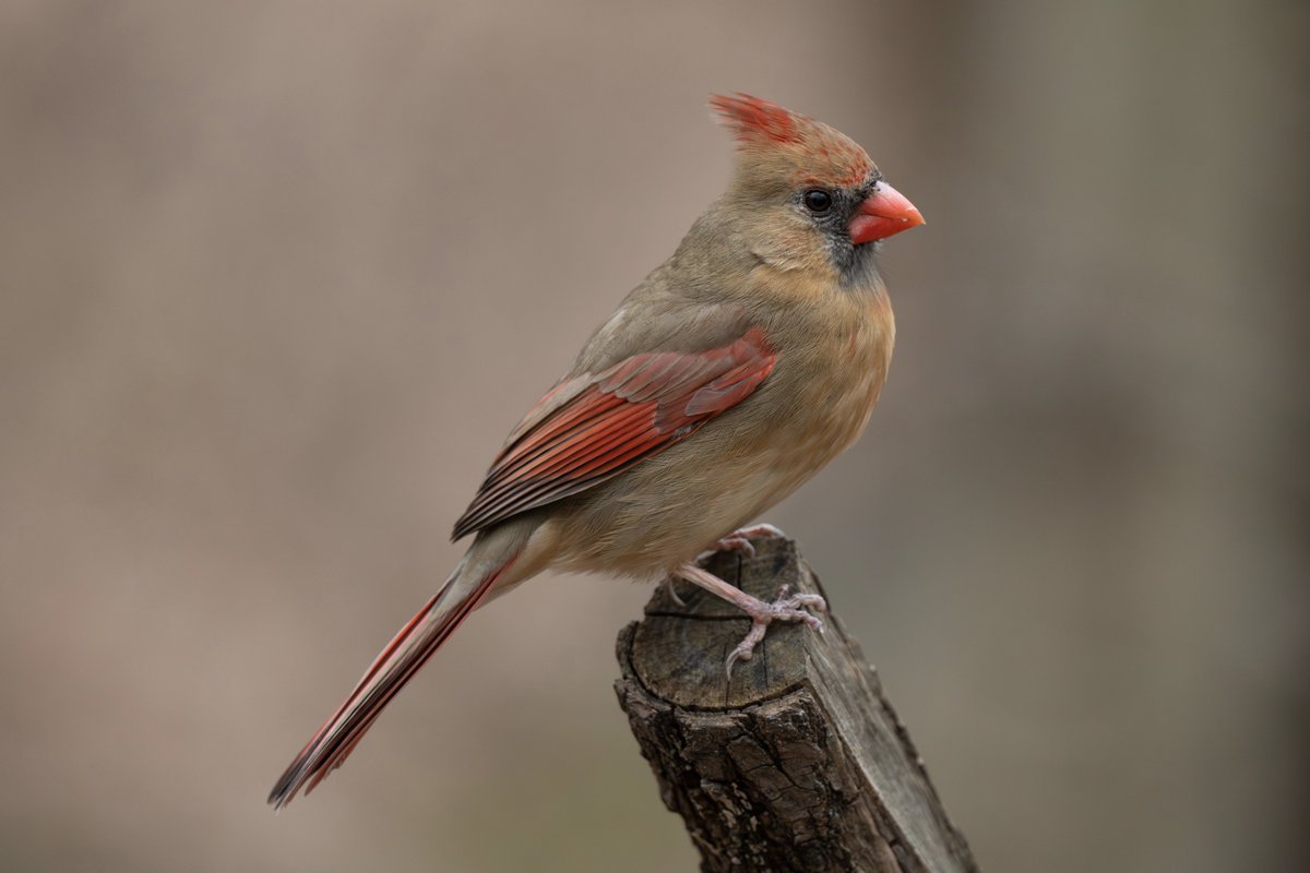 500 Birds tweet media