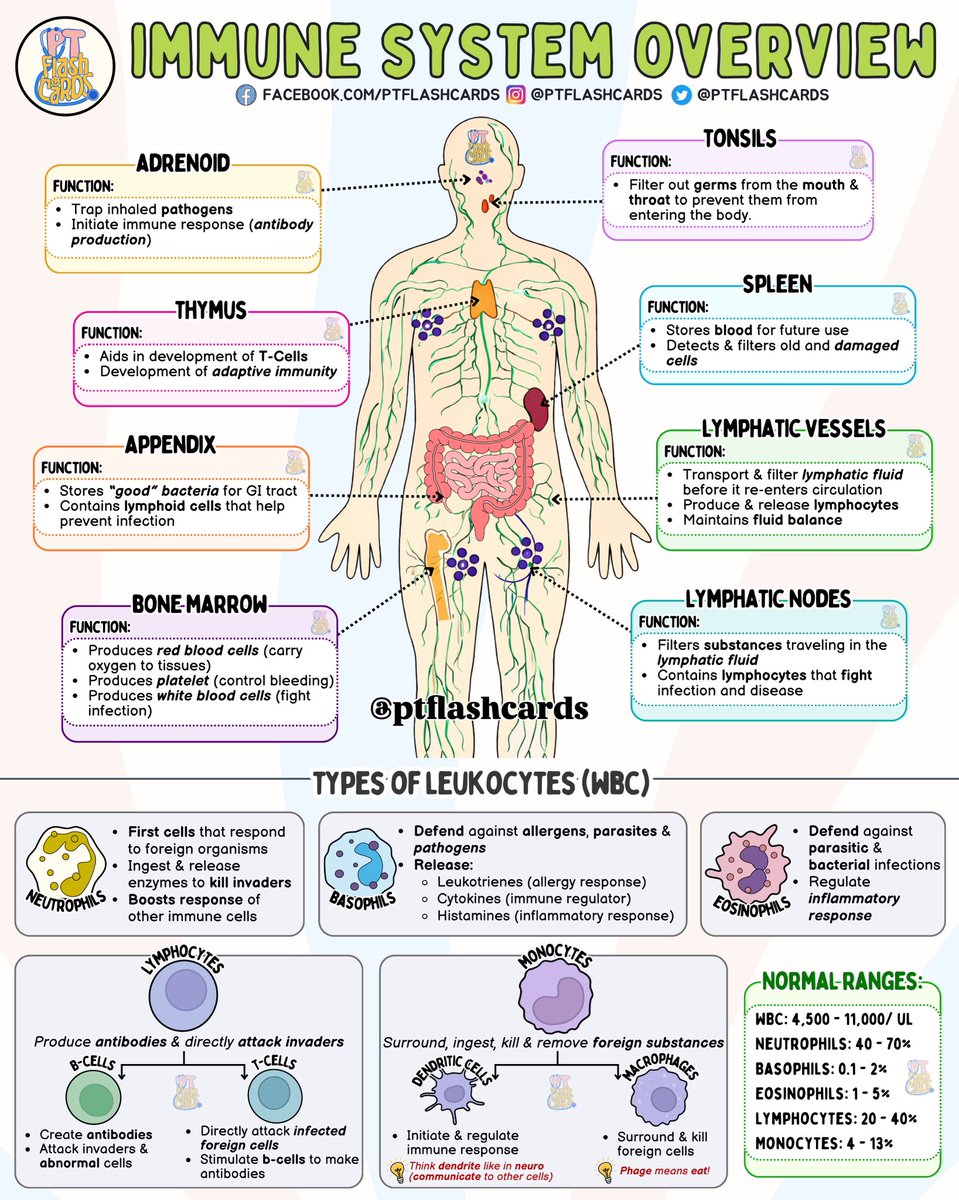 PT flashcards tweet media