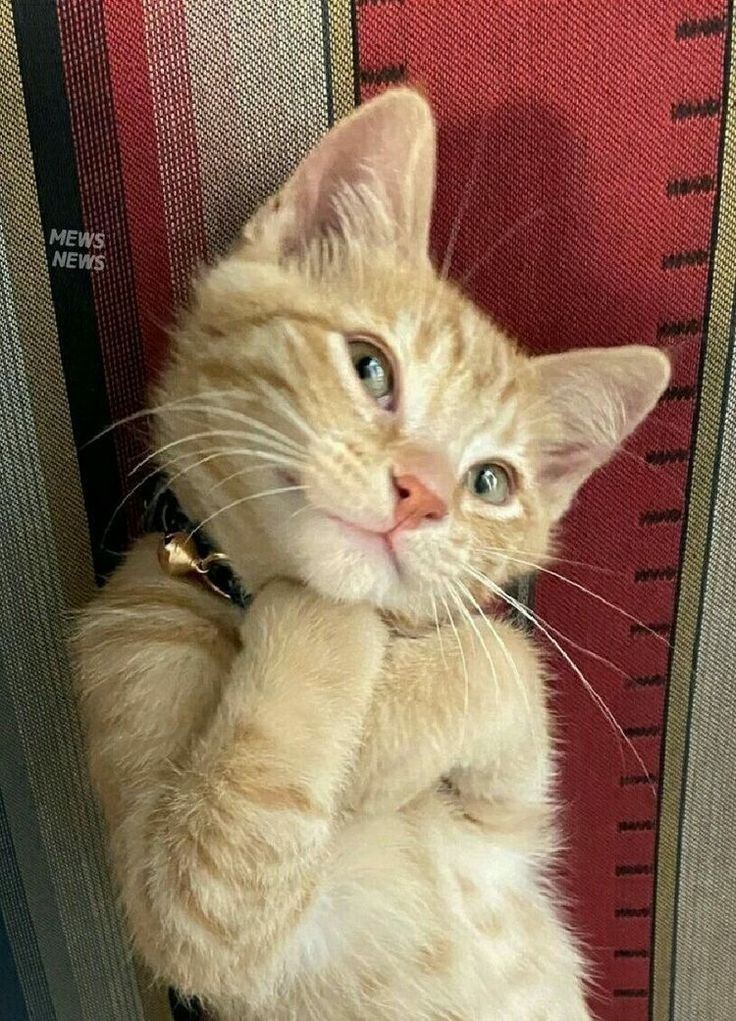 vivaneil (@vivaneil1234) on Twitter photo 