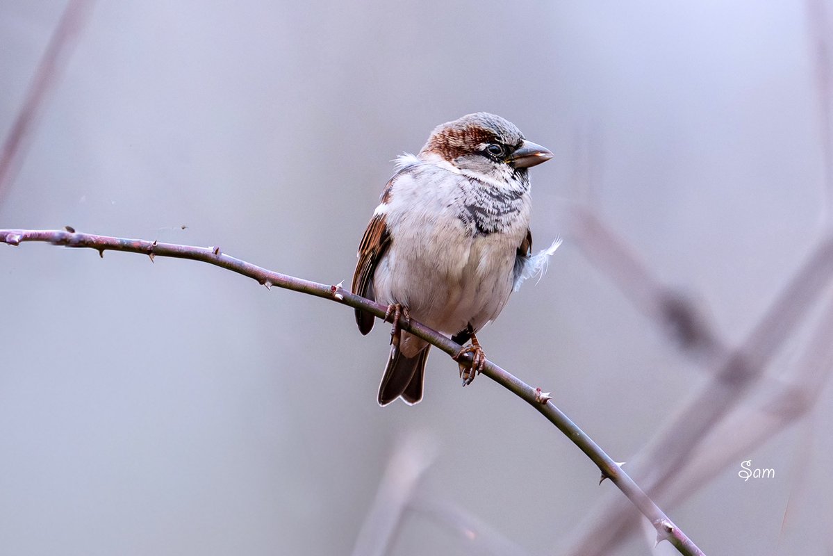 First he looked at me with his left eye, then with his right, as if quietly asking for understanding. He stayed perched there, patient and still, until every one of his friends had flown off into the dusk. He looked so weary, probably hungry too — just a handful of leftover