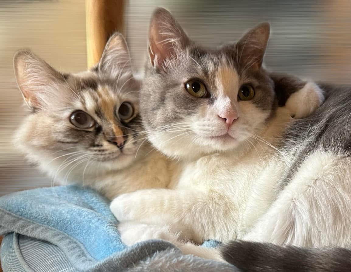 まろページ Kawasaki Ninja Zx-7r & Zx-9r '94 to '04: 1994 to 2004 : Coombs