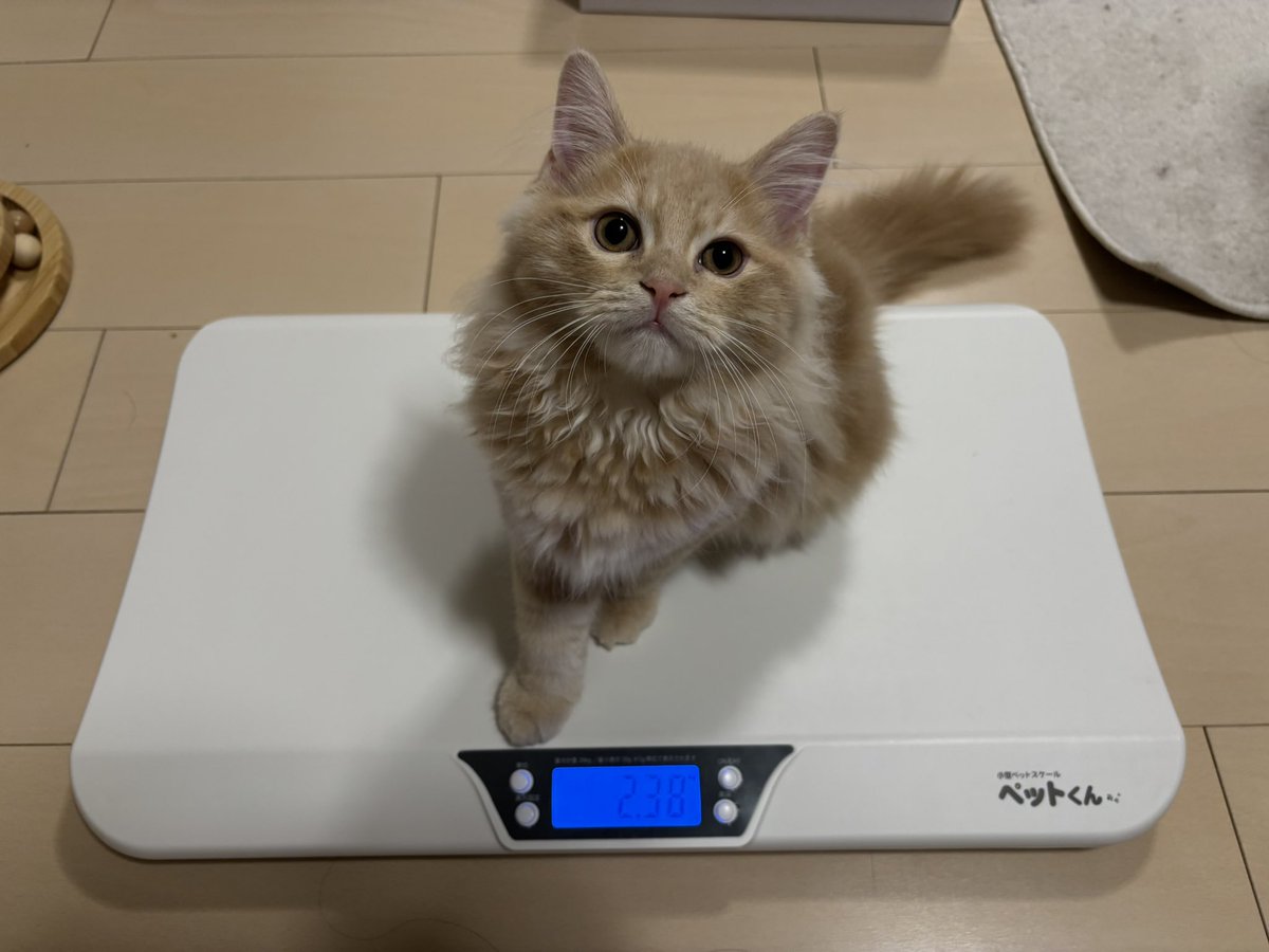 とろたく🐟てんむす🍤 (@torotaku_mogu) / Posts / X