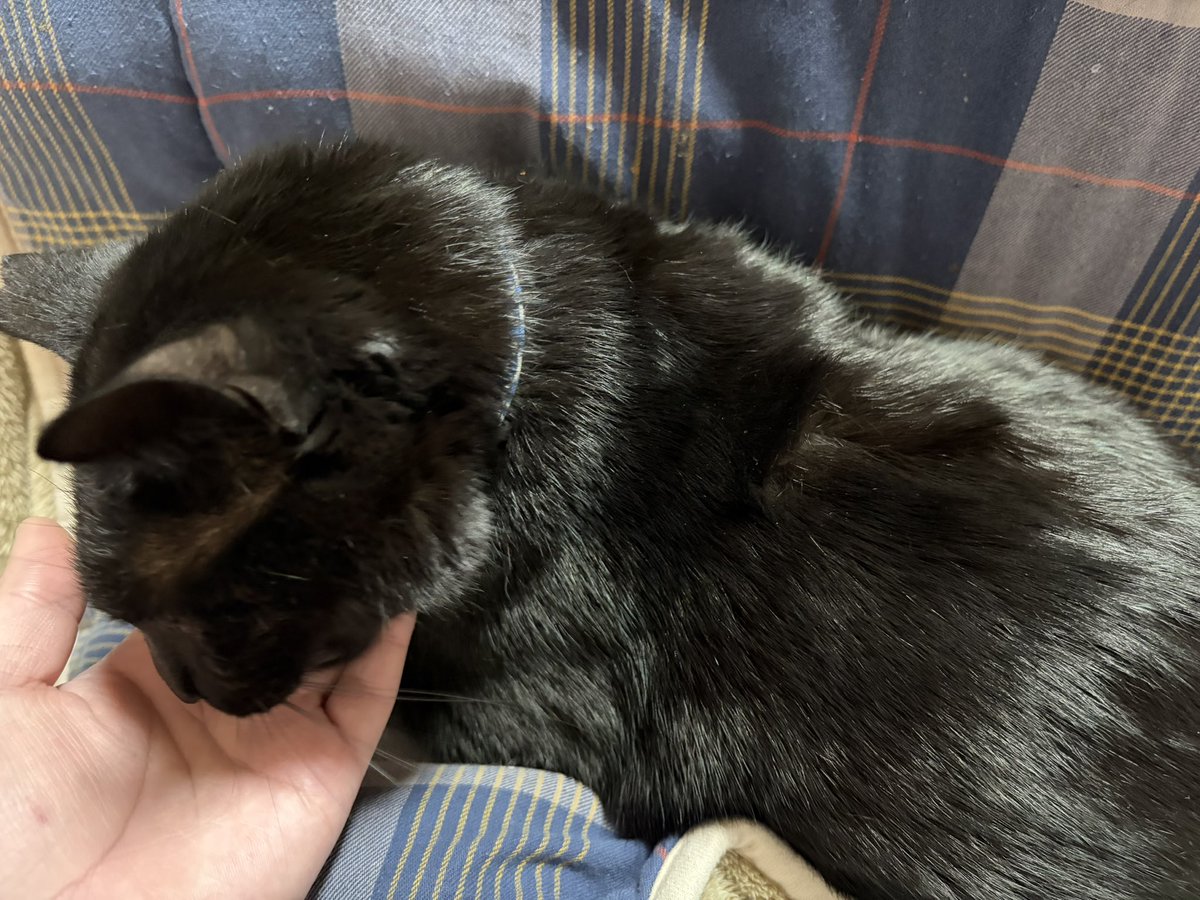 冬はよくお膝の上に乗ってきます