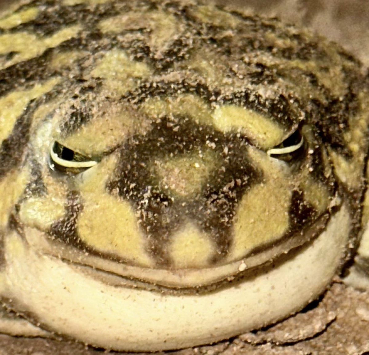 Heisentard's tweet image. 2025
🐸 The Dawn Of The Groyper Decade 🐸