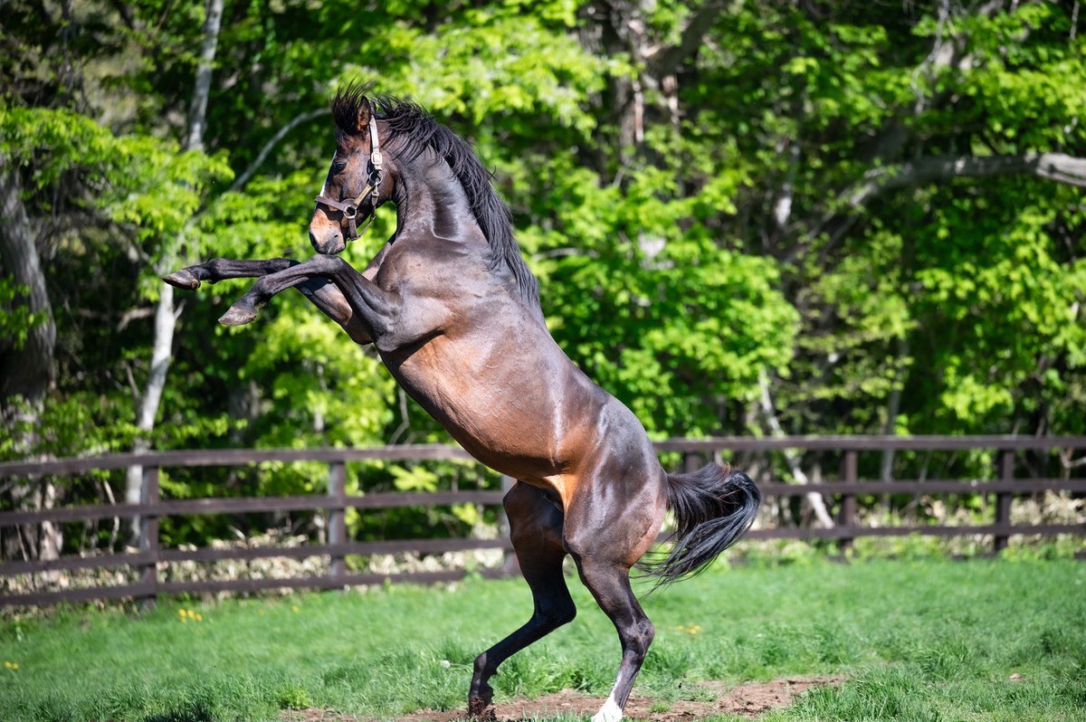 Today is the Nakayama Grand Jump, and tomorrow is the Arima Kinen