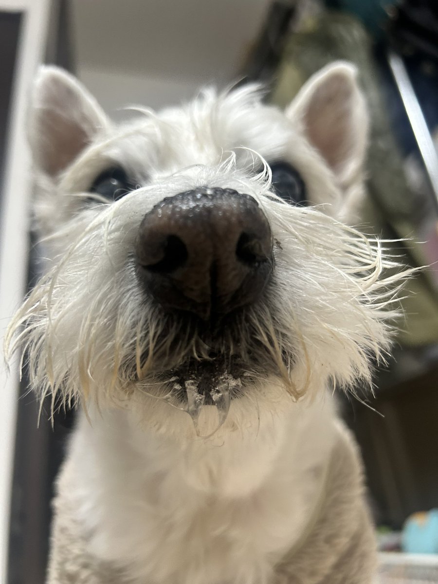 ちーちゃんですけどもっ第3巻予約発売中です❗️ (@ymc_cheezu