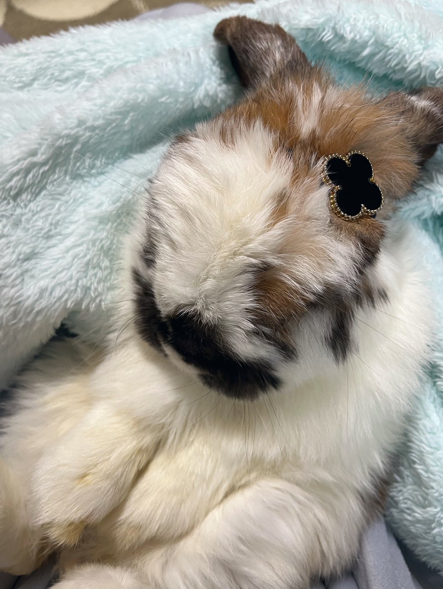 Post by おもち on X: ☘️