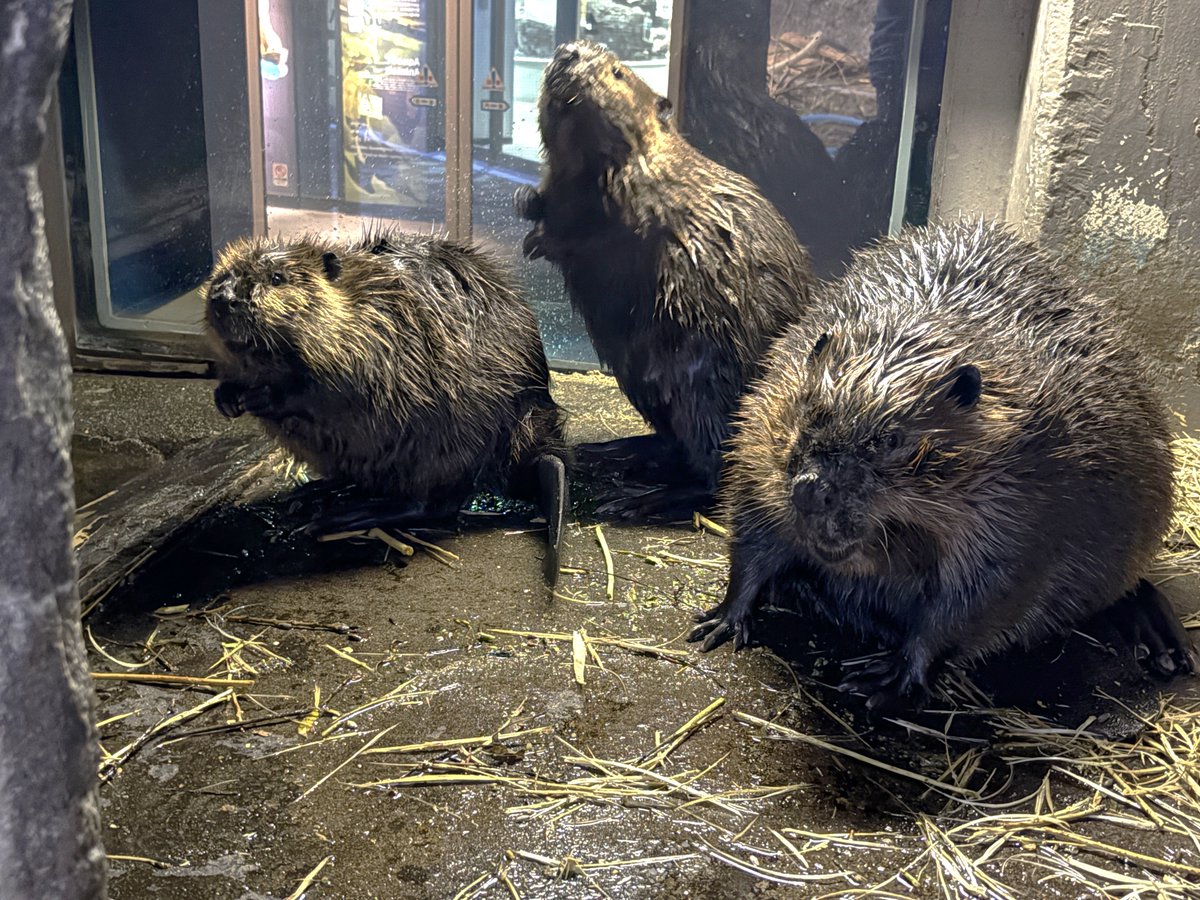 Marinepia_PR's tweet photo. 日立市かみね動物園からビーバーがやって来て5日目。
昼頃に起きるとヤナギとペレットをたくさん食べたり、水中を泳ぎ回ったりしています。
夕方には3頭が並んで餌を食べていました。

#マリンピア日本海　#アメリカビーバー https://t.co/qr2lmWeNoi