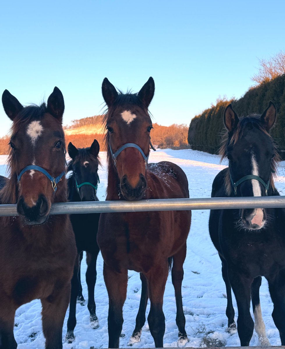 おうまのバケツ (@oumanobaketu) / Posts / X