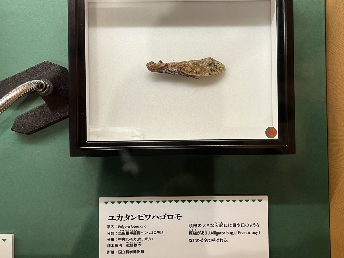 ユカタンビワハゴロモ、ワニって言うよりカバに見えたんだよね あと